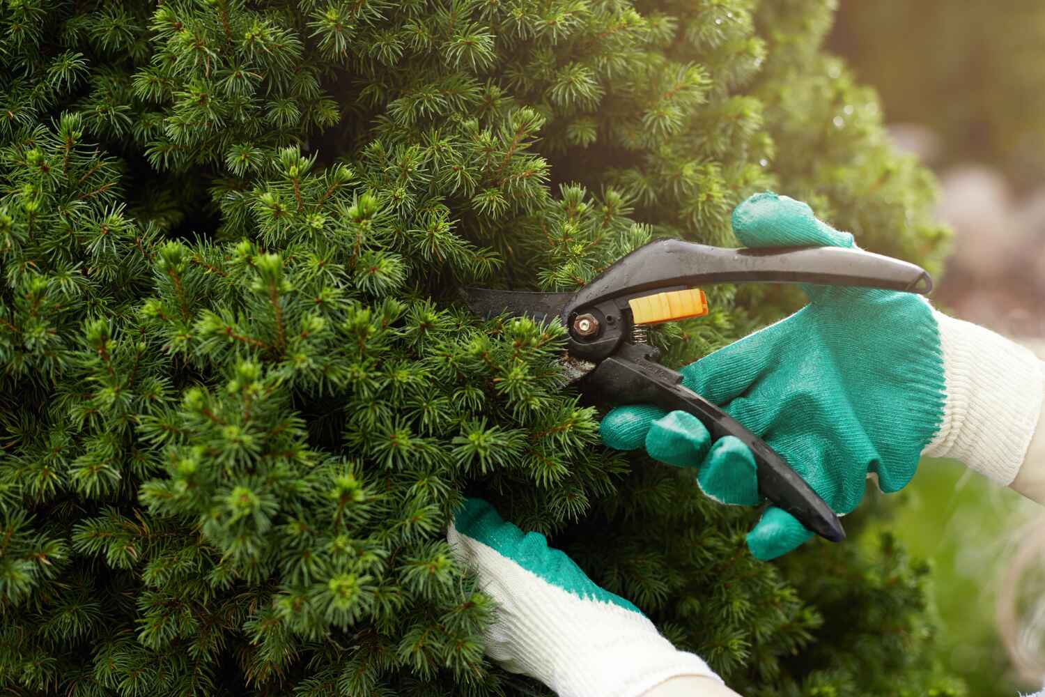 The Steps Involved in Our Tree Care Process in Carson, CA